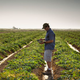Illustration for article titled A new documentary takes an unfocused look at the iFarmland/i of America